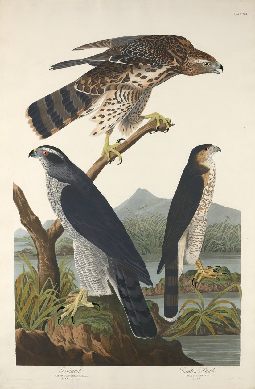 Havik en Stanley-havik, 1832 door Robert Havell