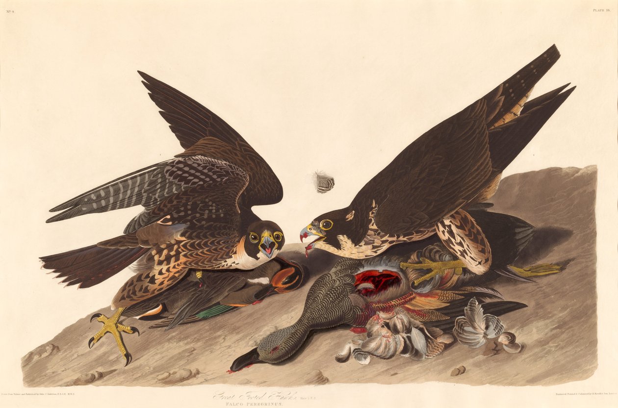Grote voetvalk, 1827 door Robert Havell