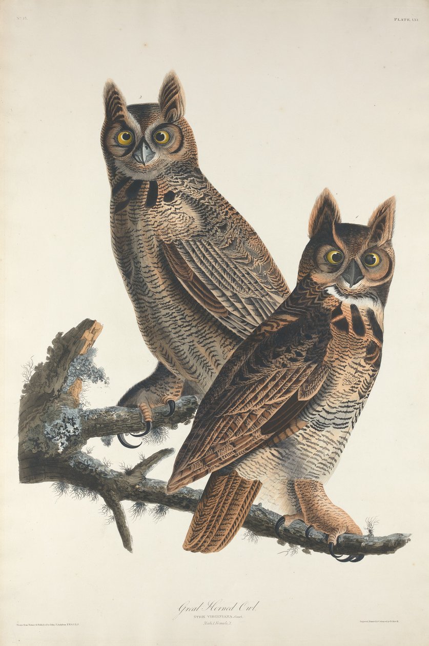 Grote gehoornde uil, 1829 door Robert Havell