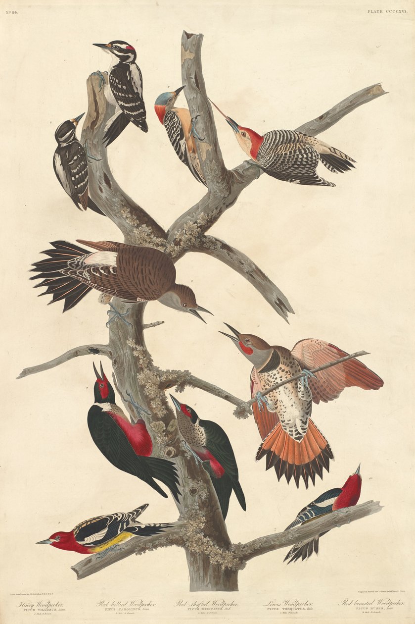 Harige specht, 1838 door Robert Havell