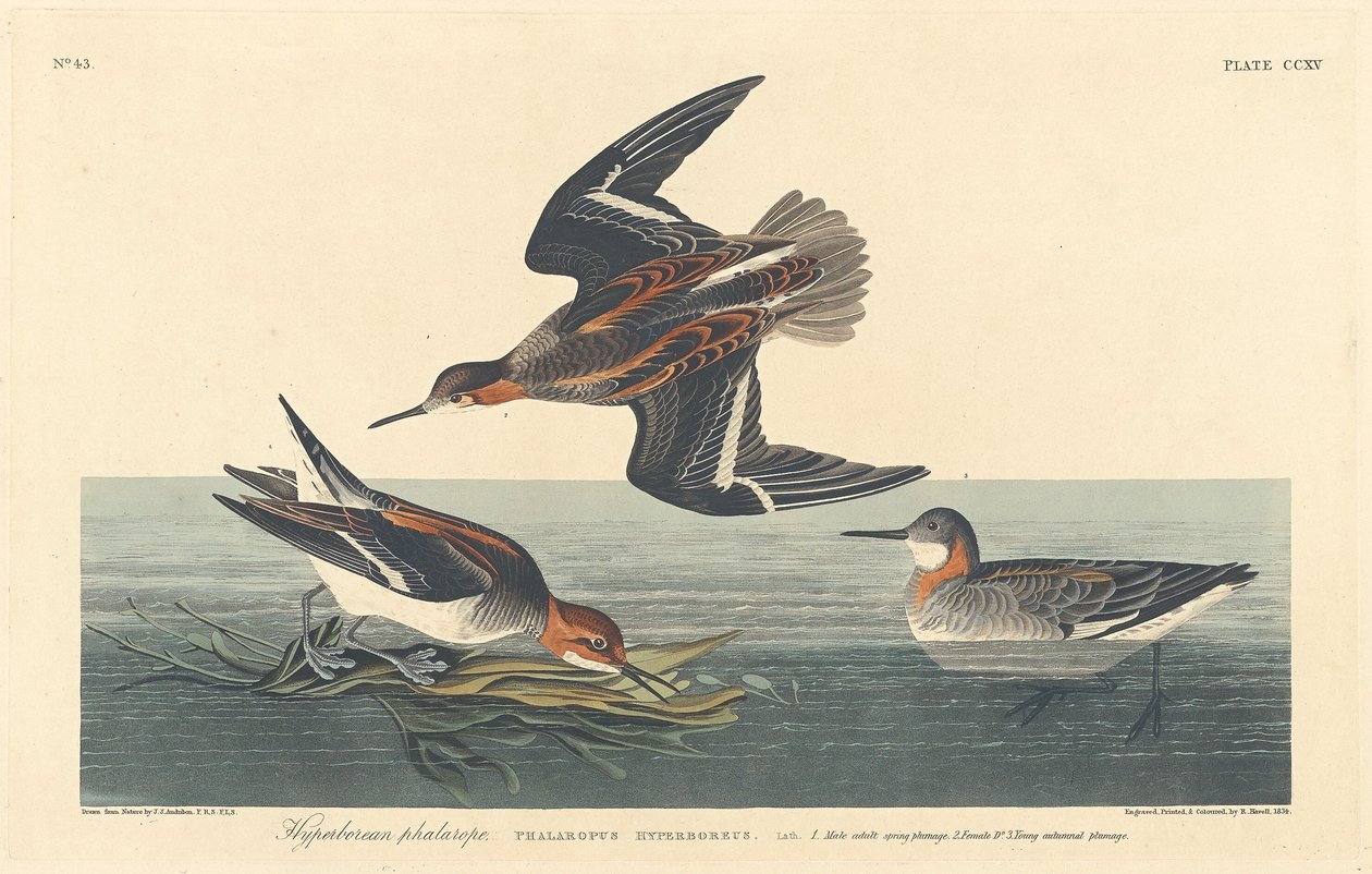 Hyperboreaanse phalarope, 1834 door Robert Havell