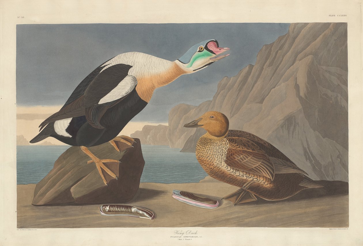 Koning Eend, 1835 door Robert Havell