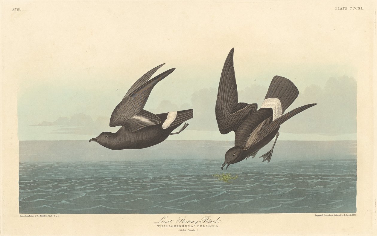 Kleine Stormvogel, 1836 door Robert Havell
