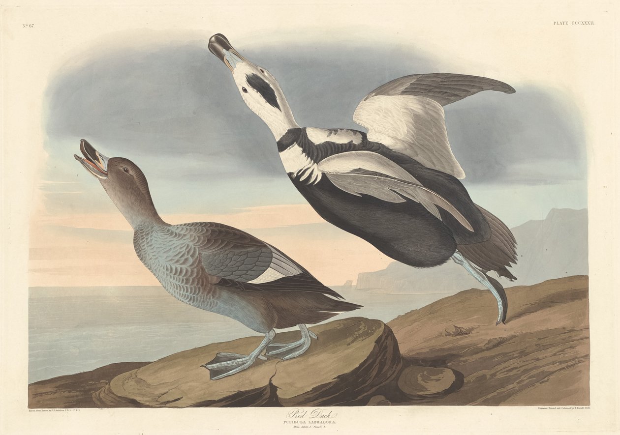 Bonte eend, 1836 door Robert Havell