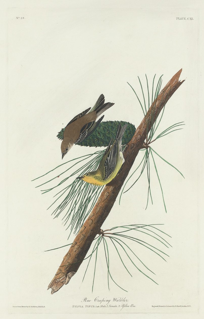 Pijnboomkruipzanger, 1832 door Robert Havell