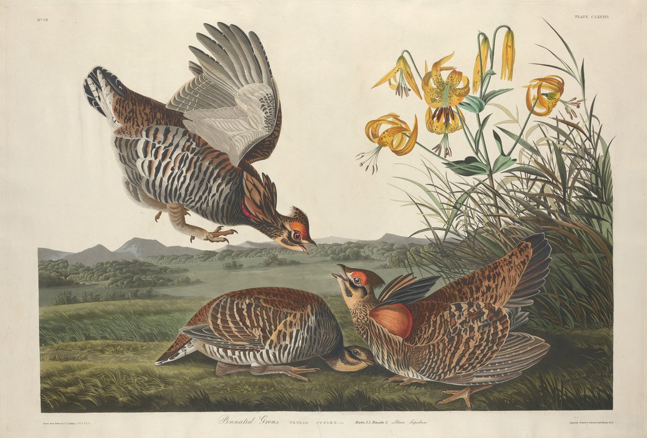 Gekraagde prairiehoen, 1834 door Robert Havell