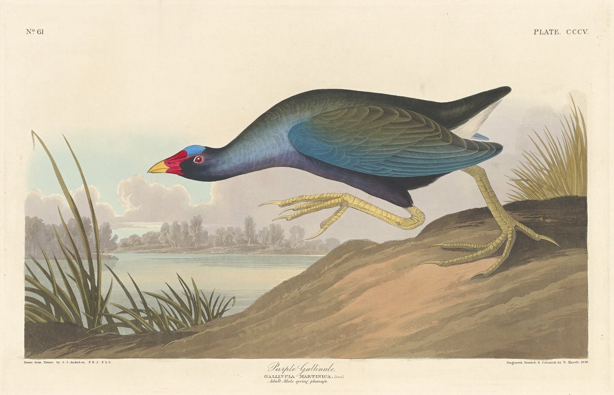 Purperkoet, 1836 door Robert Havell