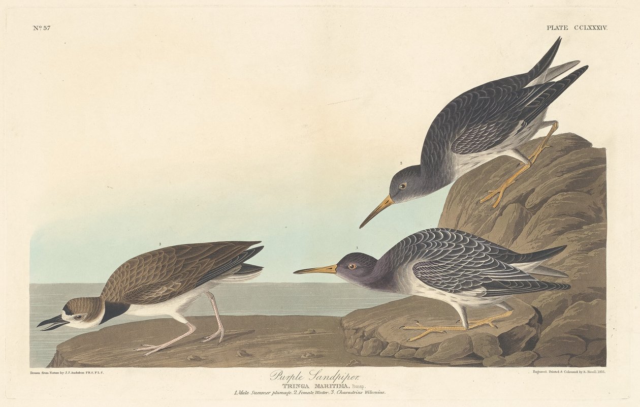 Paarse strandloper, 1835 door Robert Havell