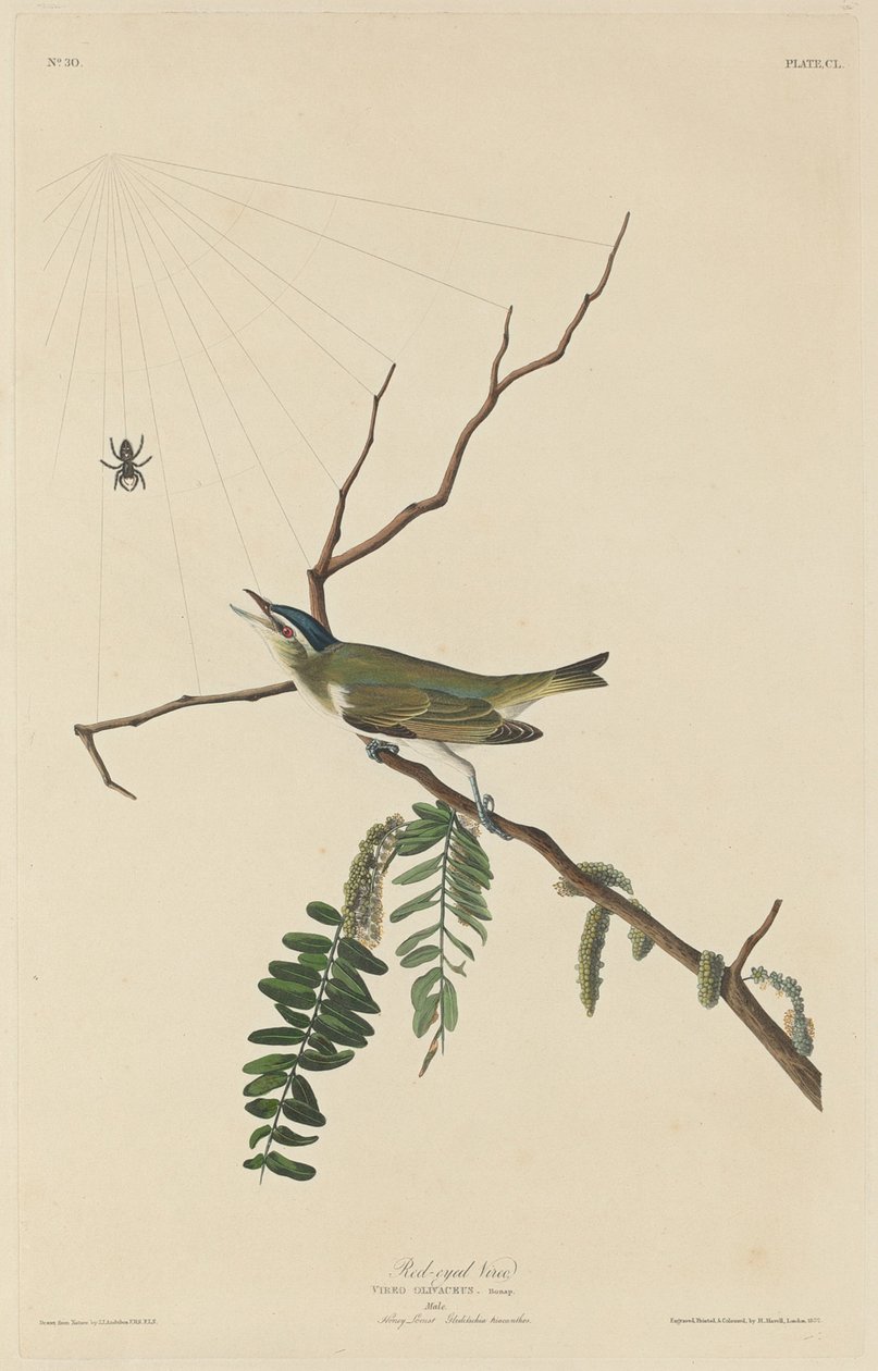 Roodoogvireo door Robert Havell
