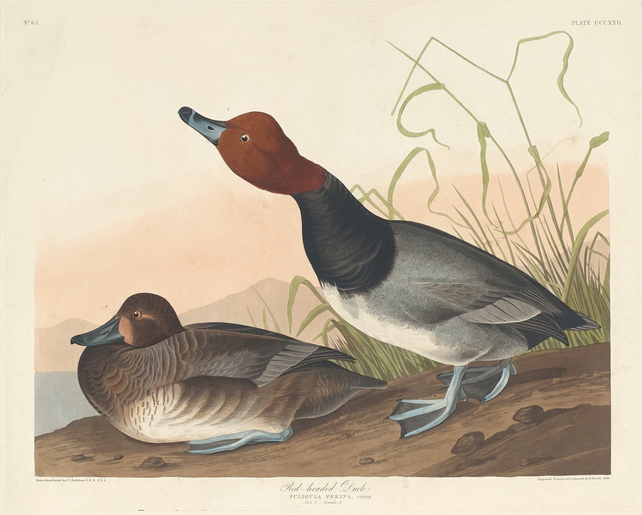 Roodkop-eend, 1836 door Robert Havell