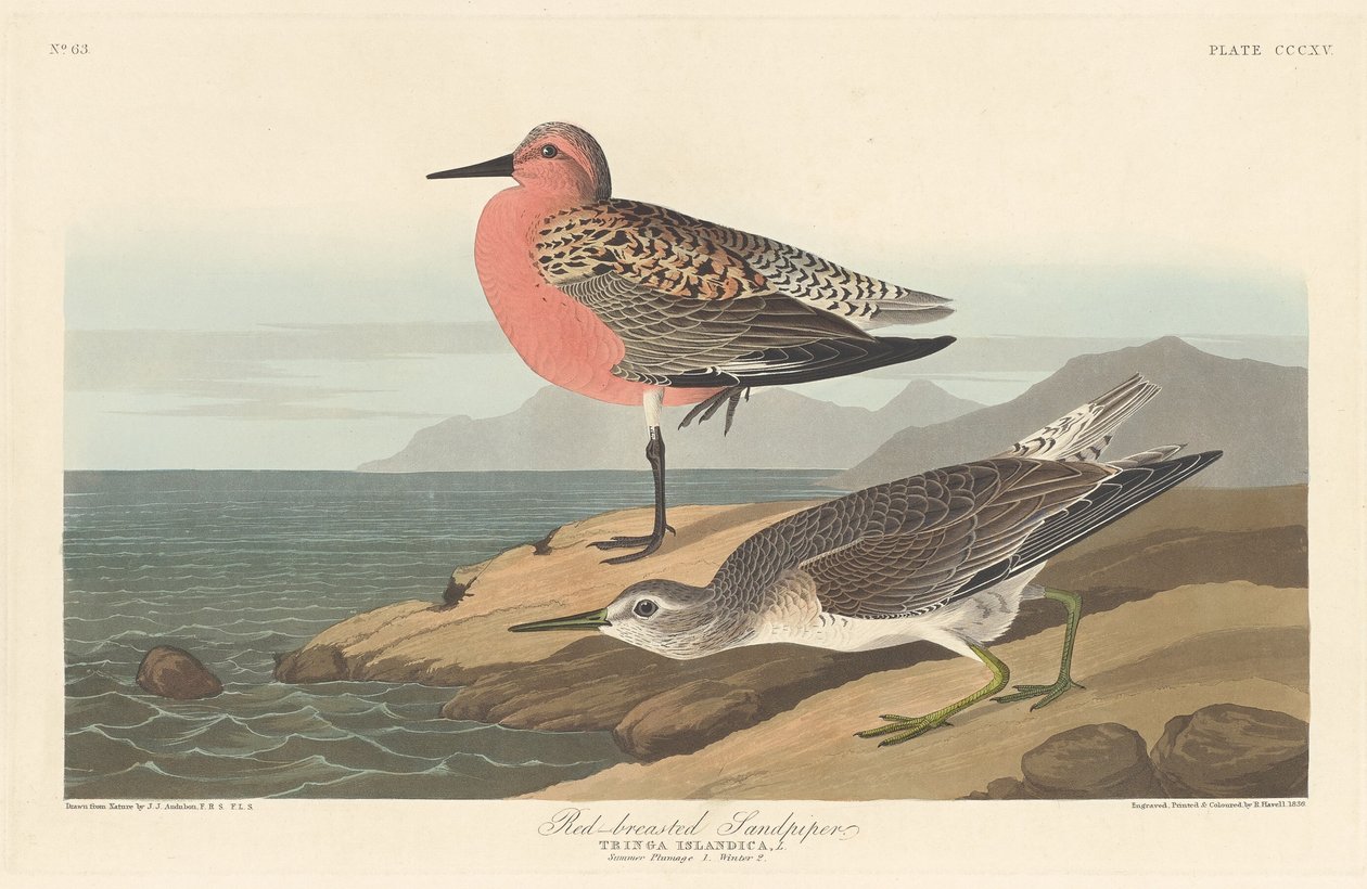 Roodborststrandloper, 1836 door Robert Havell