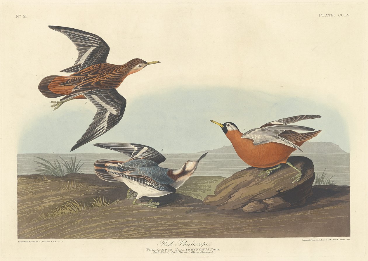 Rode Falarope, 1835 door Robert Havell