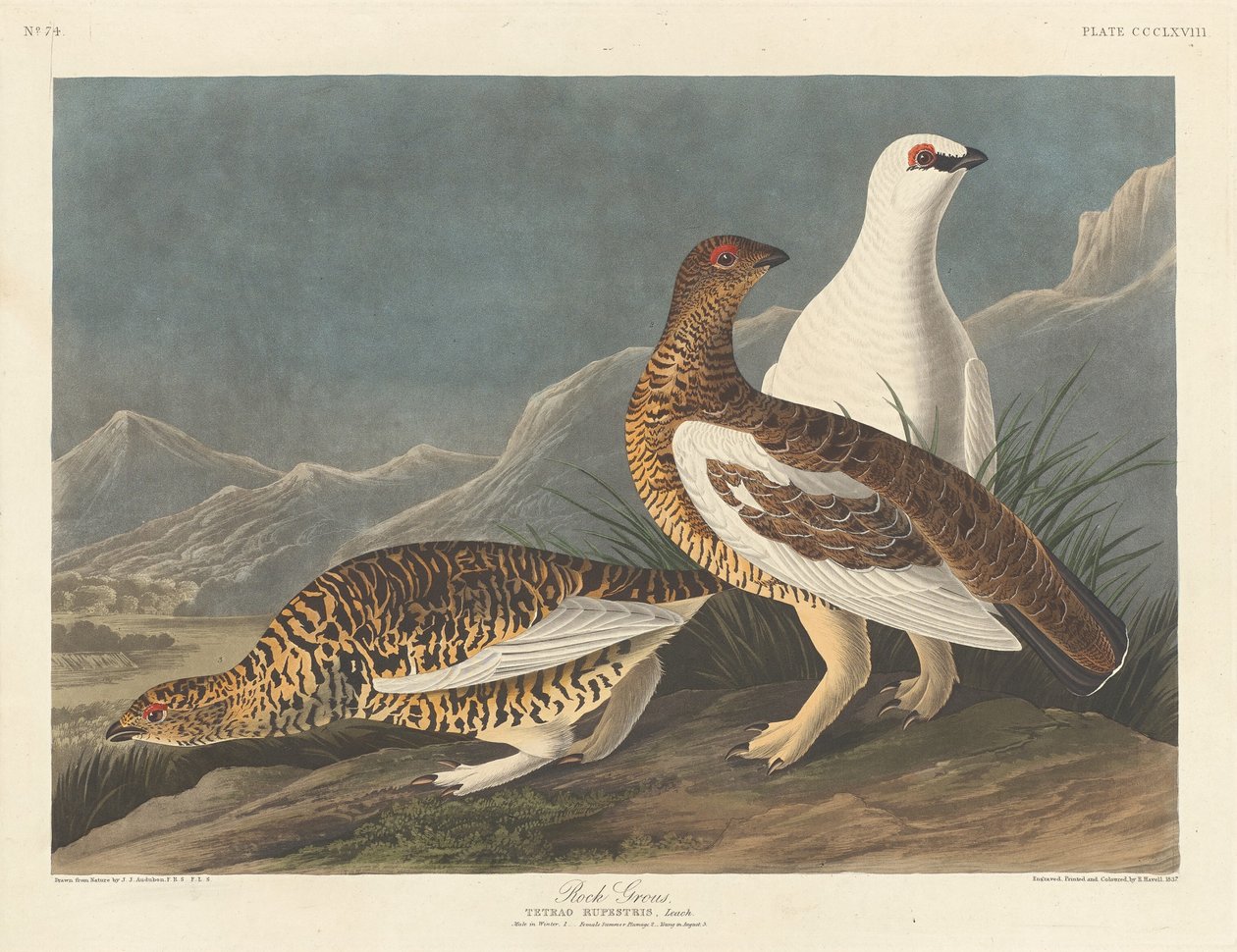 Rotsgrouse, 1837 door Robert Havell