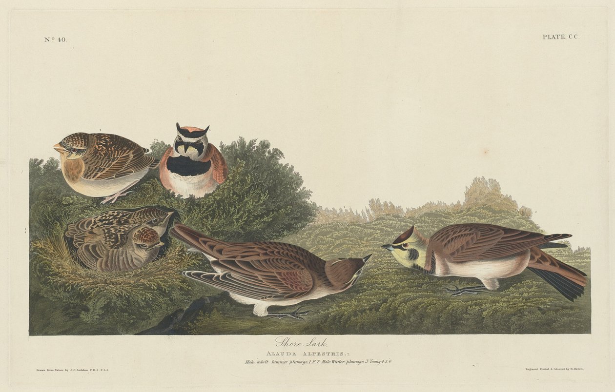 Strandleeuwerik, 1834 door Robert Havell