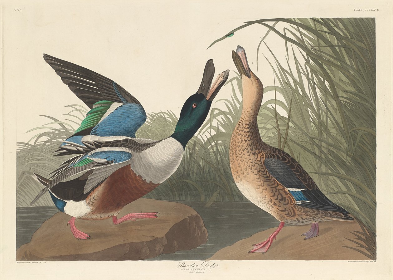 Slobeend, 1836 door Robert Havell