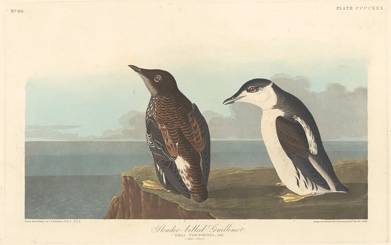 Slanke Alk, 1838 door Robert Havell