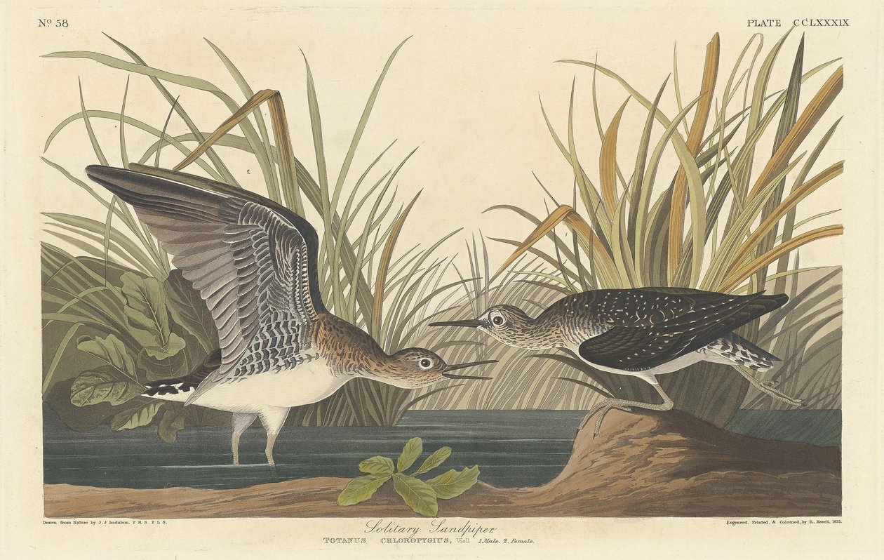 Eenzaam strandloper, 1836 door Robert Havell