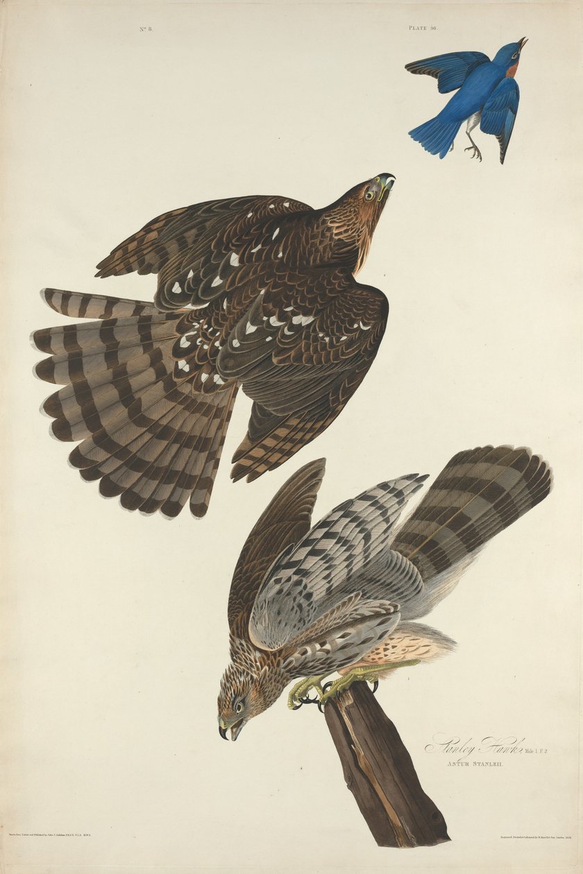 Stanley Hawk, 1828 door Robert Havell