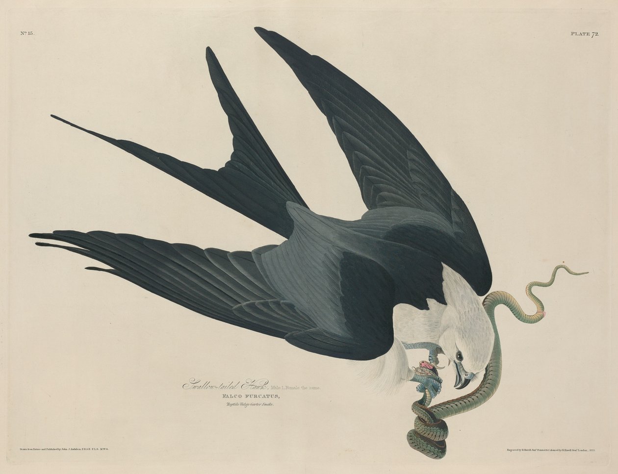 Zwaluwstaartwouw, 1829 door Robert Havell