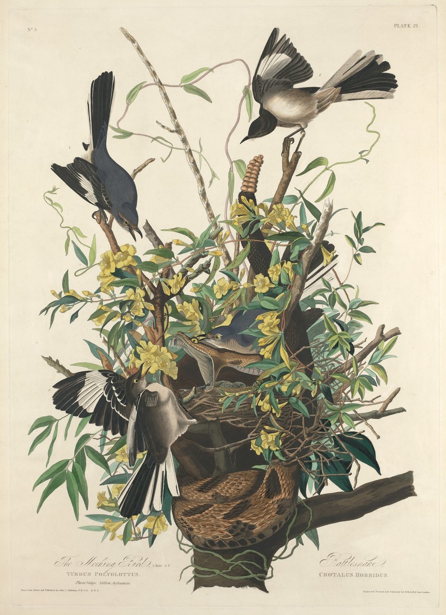 De spotvogel, 1827 door Robert Havell