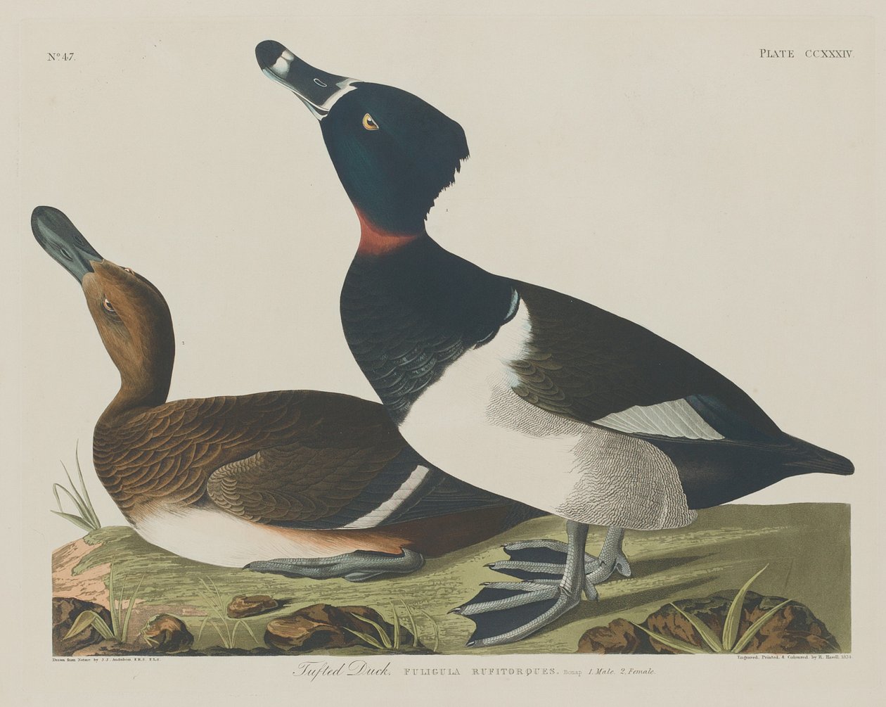 Kuifeend, 1834 door Robert Havell