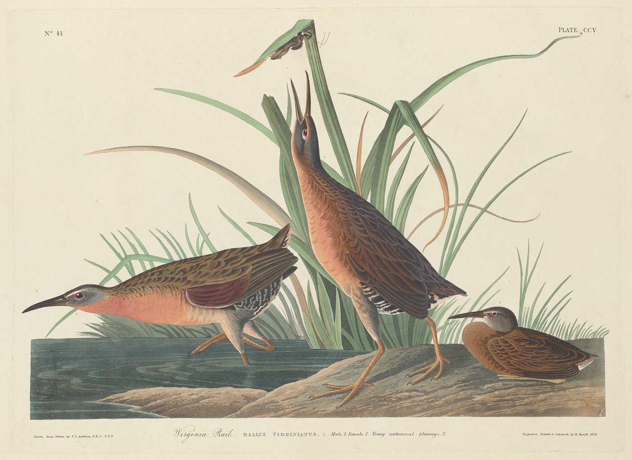 Virginia Rail, 1834 door Robert Havell