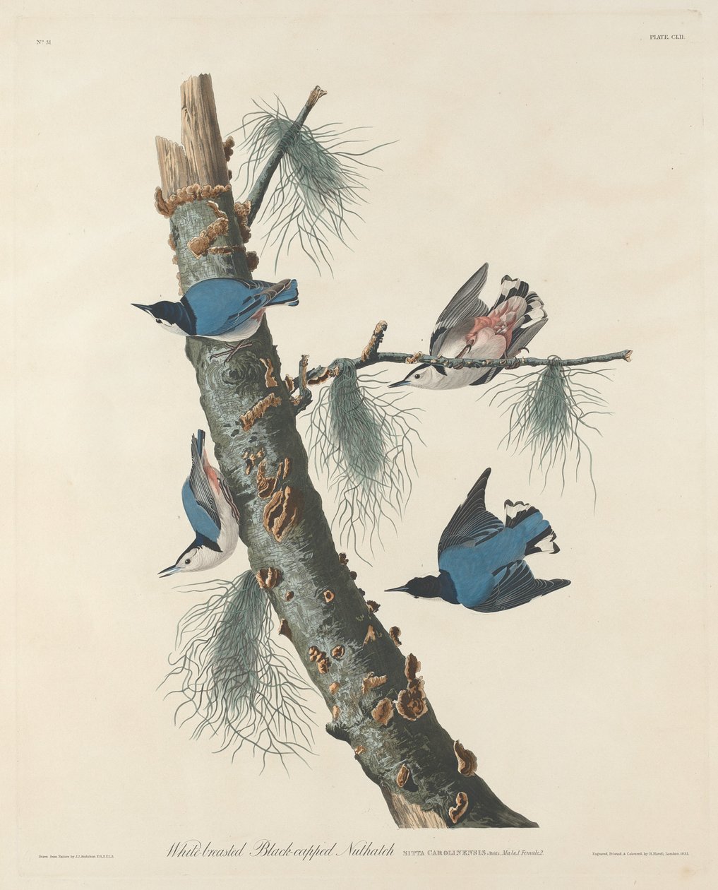 Witborstige Zwartkapboomklever, 1832 door Robert Havell