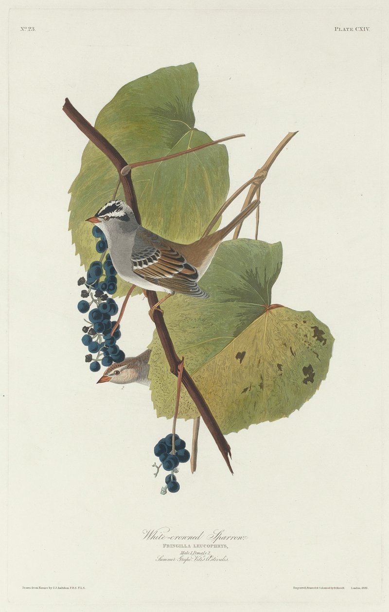 Witkroonsparrow, 1831 door Robert Havell