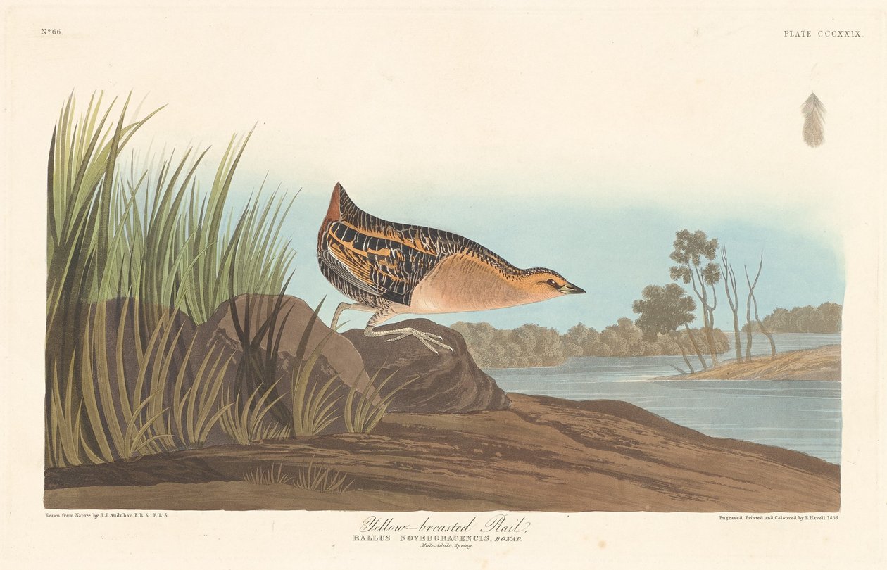 Geelborst Ral door Robert Havell