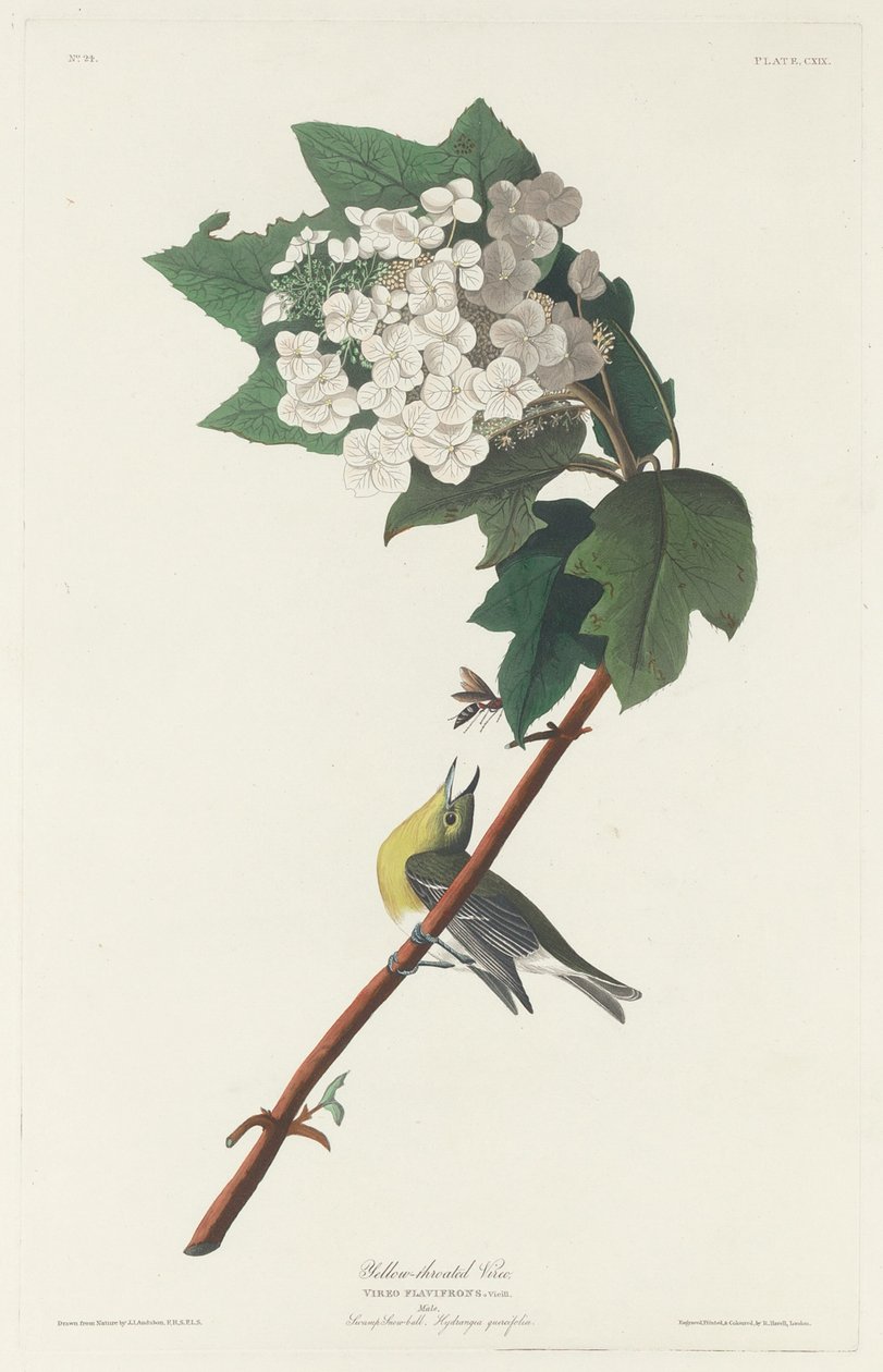 Geelkeelvireo, 1831 door Robert Havell