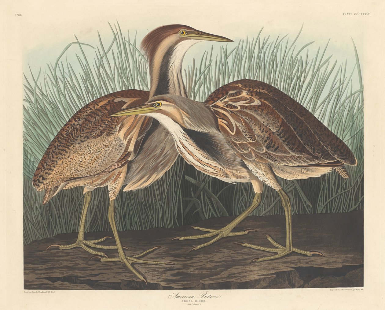 Amerikaanse Roerdomp door Robert Havell after John James Audubon