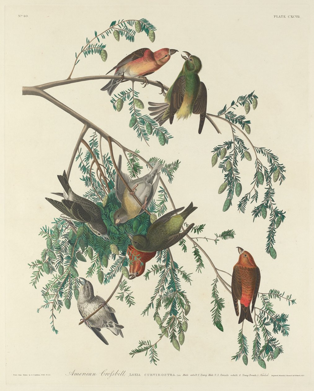 Amerikaanse Kruisbek door Robert Havell after John James Audubon