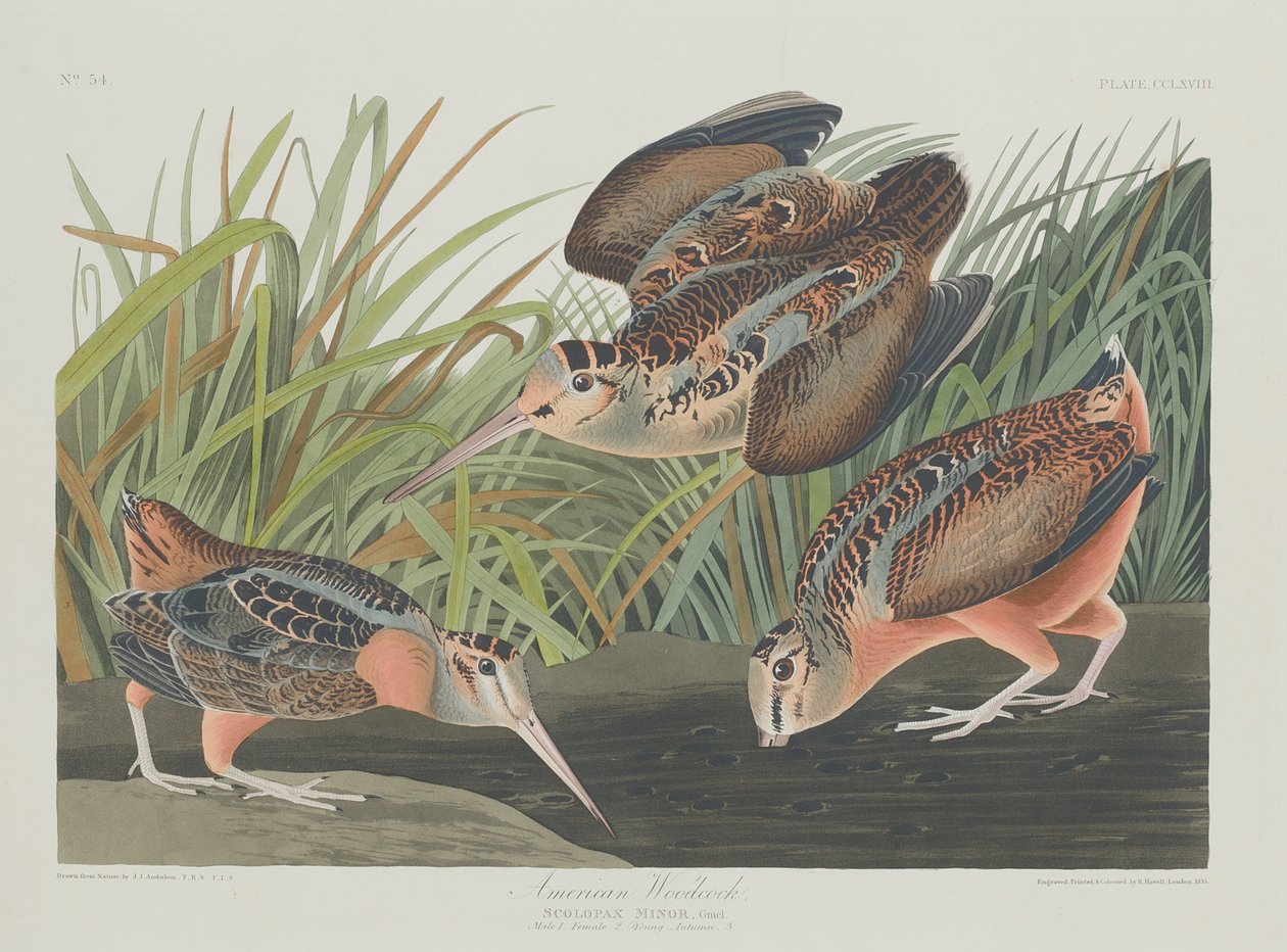 Amerikaanse houtsnip door Robert Havell after John James Audubon