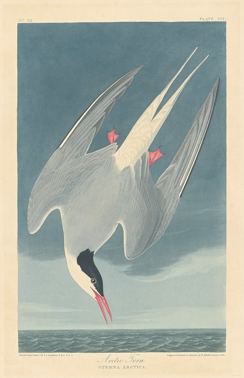 Noordse Stern door Robert Havell after John James Audubon