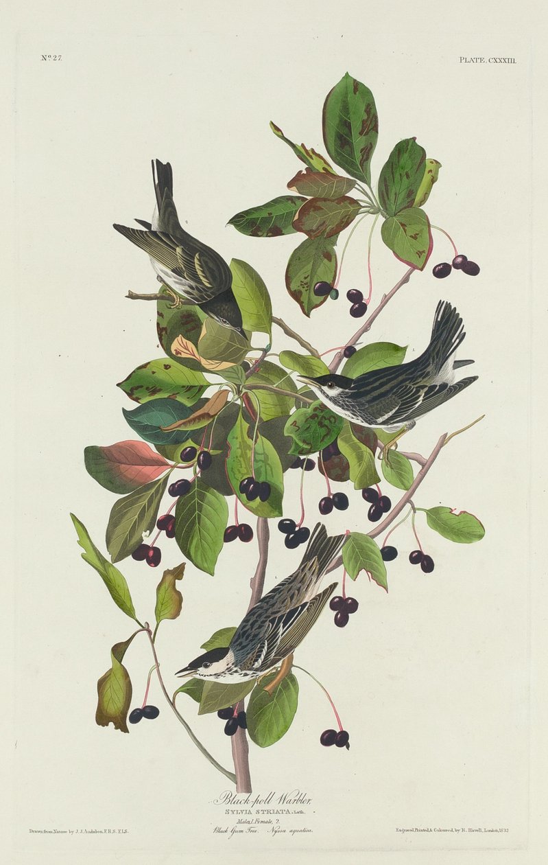 Zwartpoelzanger door Robert Havell after John James Audubon