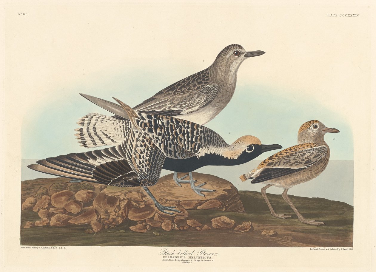 Zwartbuikplevier door Robert Havell after John James Audubon