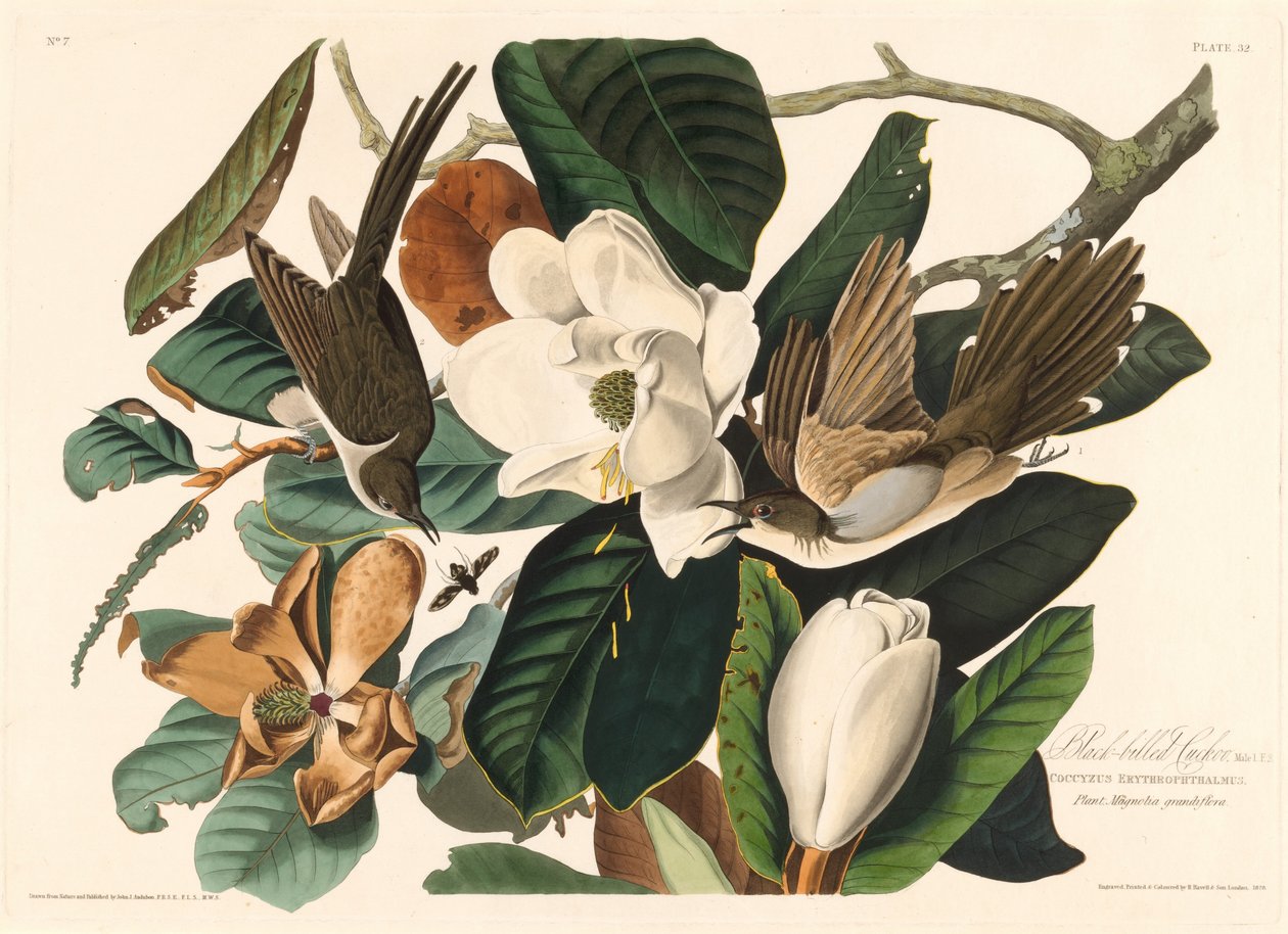 Zwartbekkoekoek door Robert Havell after John James Audubon