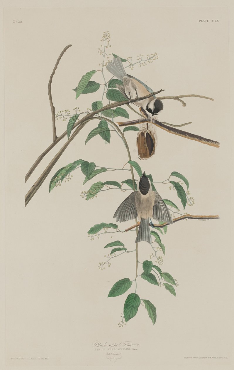 Zwartkopmees door Robert Havell after John James Audubon