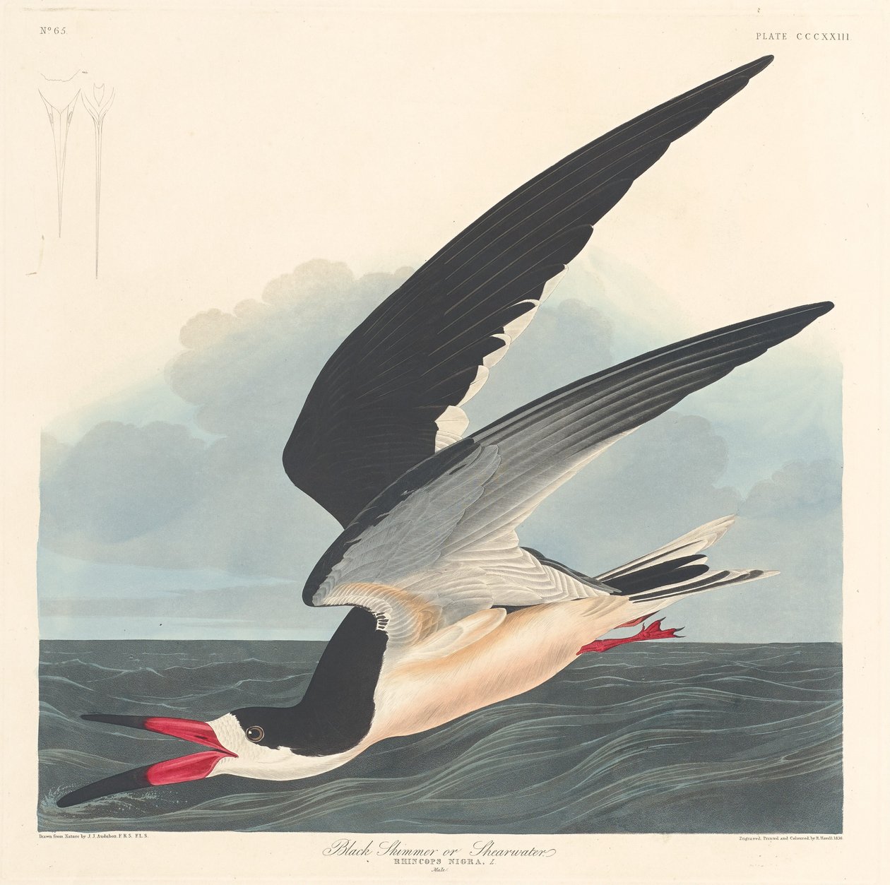 Zwarte Schaarbek door Robert Havell after John James Audubon