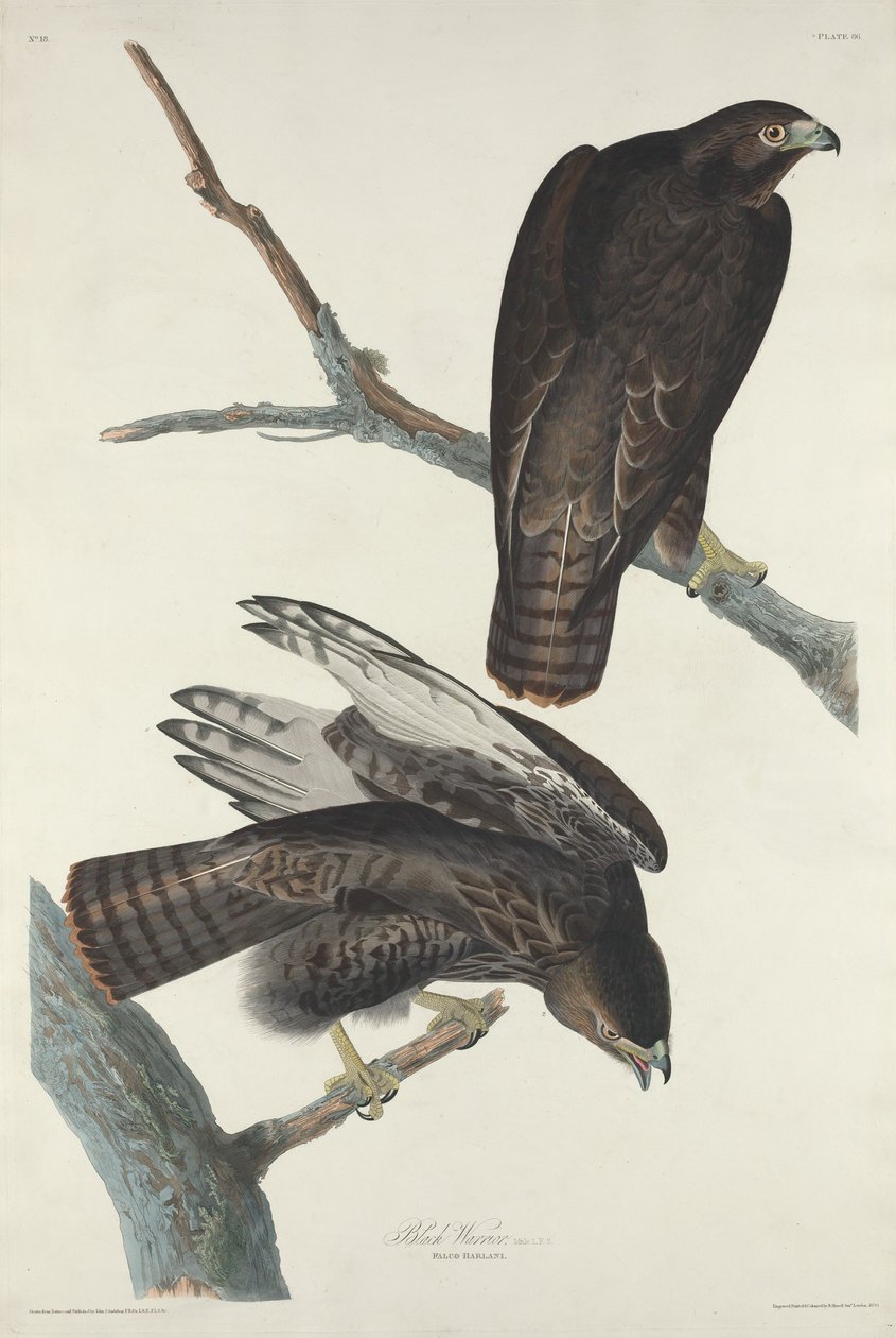 Zwarte krijger door Robert Havell after John James Audubon