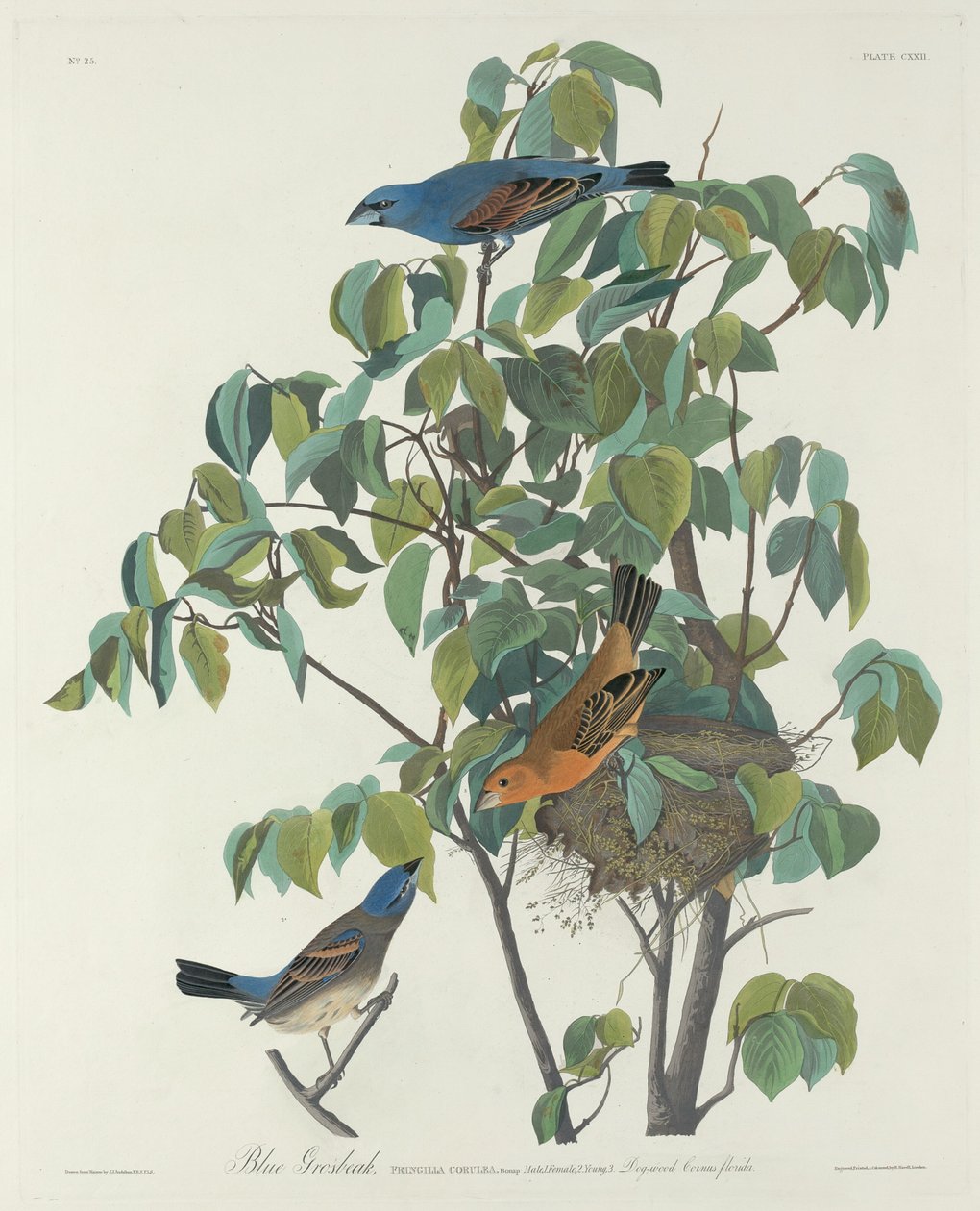 Blauwe Bisschop door Robert Havell after John James Audubon