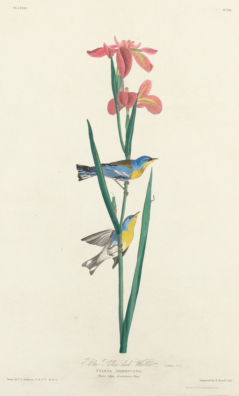 Blauw Geelrugzanger door Robert Havell after John James Audubon