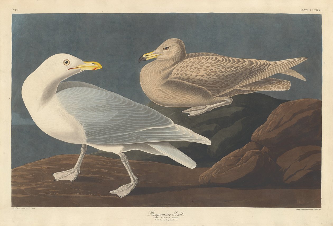 Burgemeester Gull door Robert Havell after John James Audubon