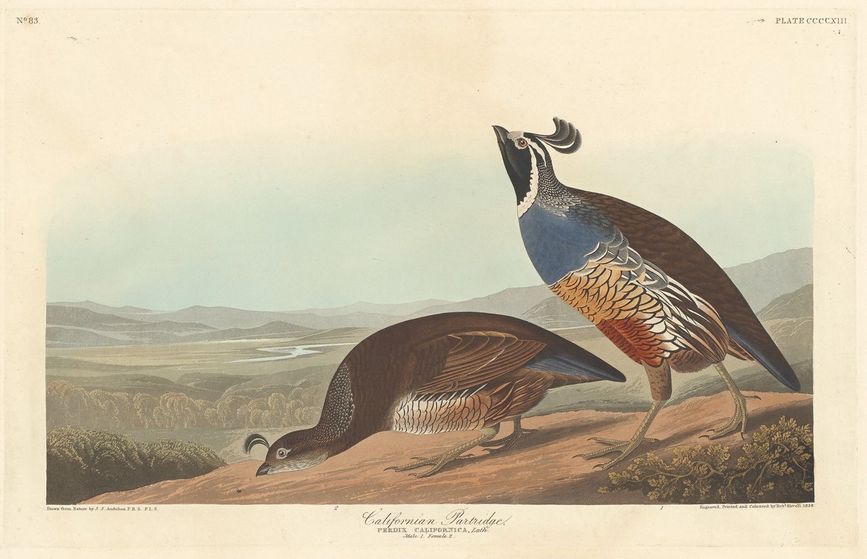 Californische Patrijs door Robert Havell after John James Audubon