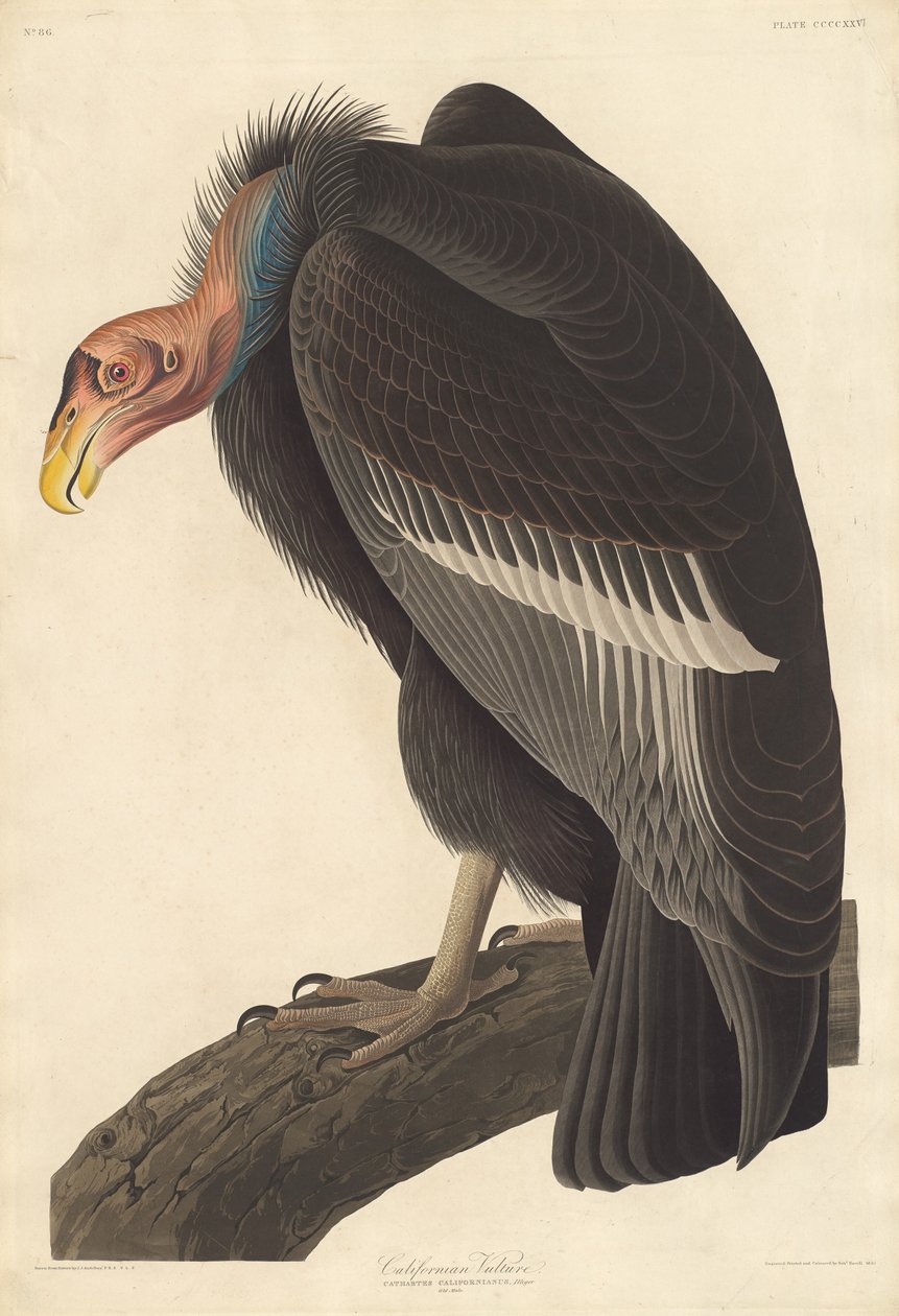 Californische gier door Robert Havell after John James Audubon