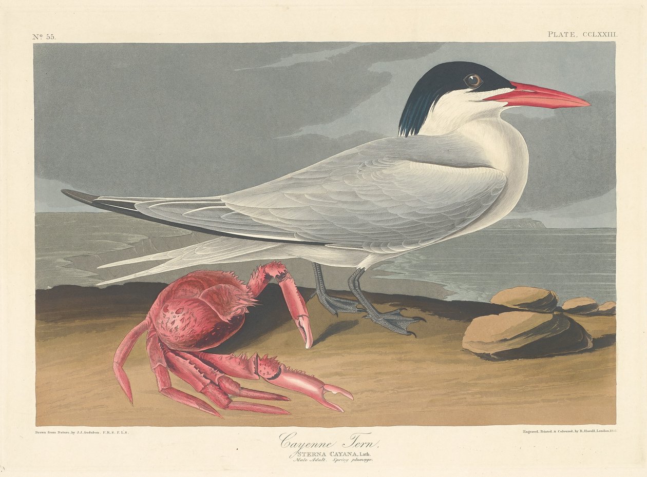 Cayenne Stern door Robert Havell after John James Audubon