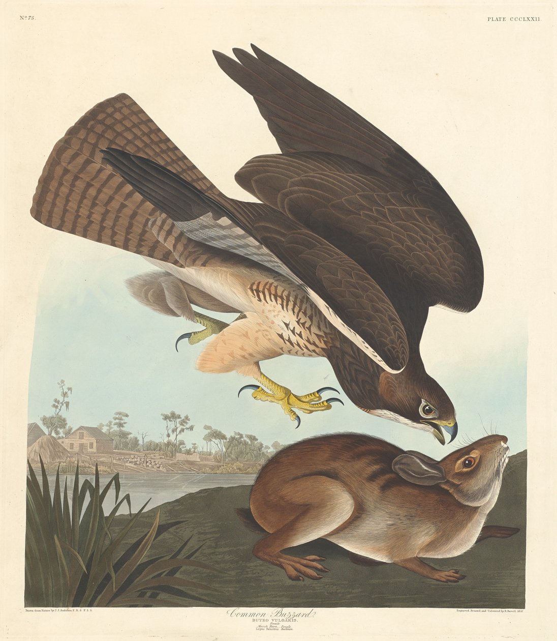 Buizerd door Robert Havell after John James Audubon