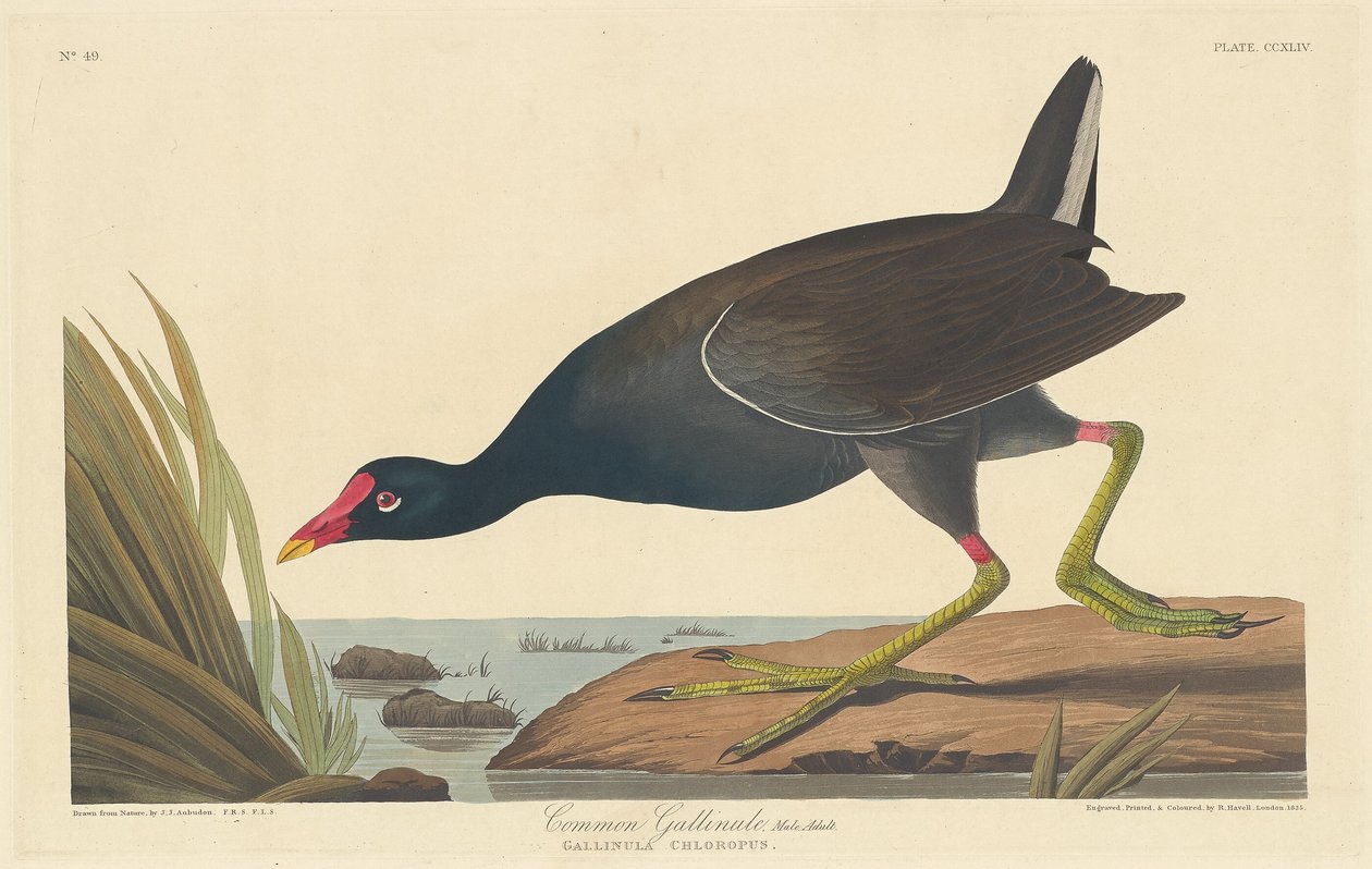 Waterhoen door Robert Havell after John James Audubon