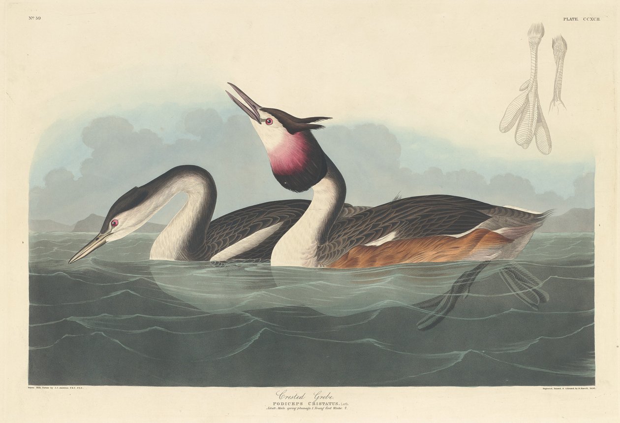 Kuifduiker door Robert Havell after John James Audubon