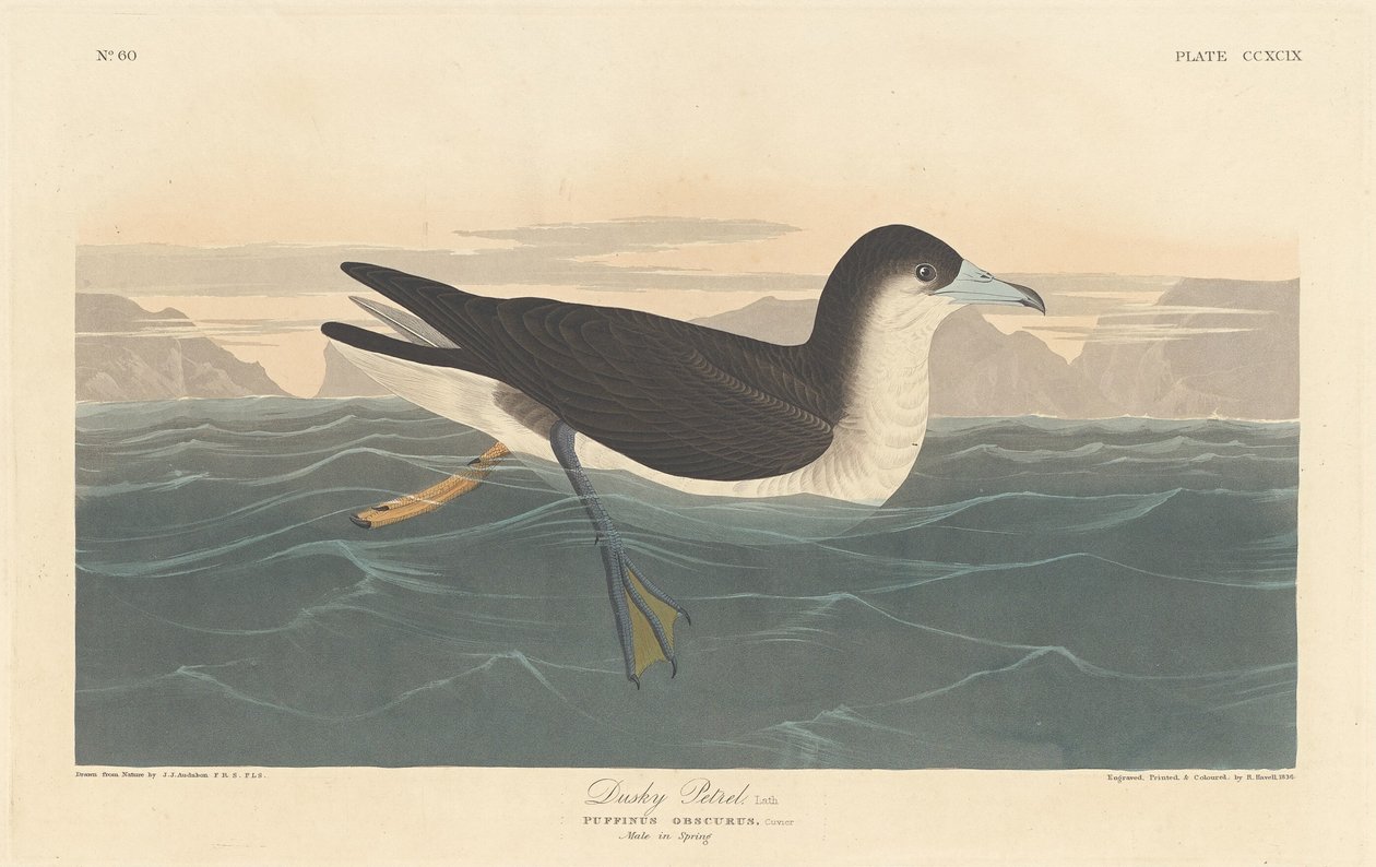 Donkere stormvogel door Robert Havell after John James Audubon